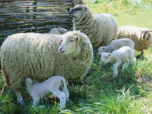 Culture and Folklore in the days of the National Festival of Sheep Breeders