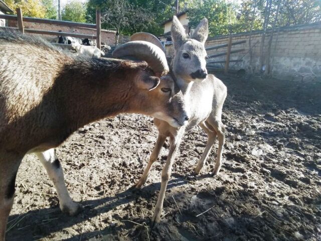 Baby deer and mouflon 