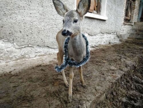 The baby deer Rem is the newest addition to the animal shelter in Hotnitsa