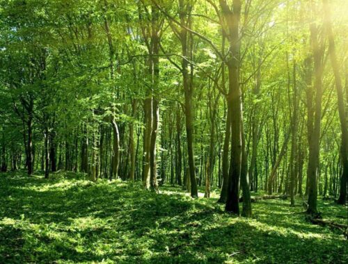 Veliko Tarnovo is amongst the nominees for free saplings from Gorata.bg