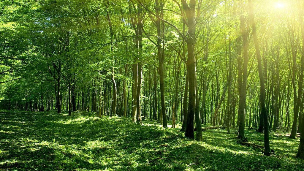 Veliko Tarnovo is amongst the nominees for free saplings from Gorata.bg