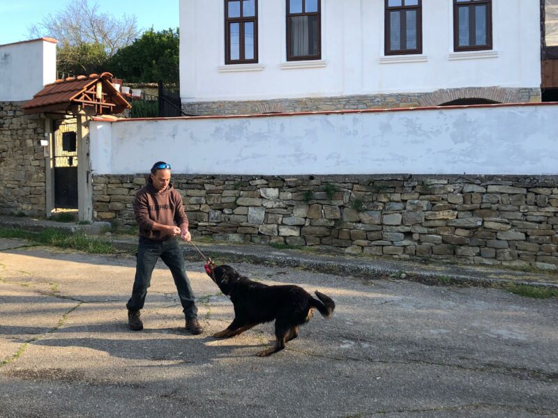 Dog training in Bulgaria