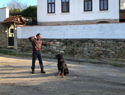 Dani Gudovitch - Dog training Bulgaria